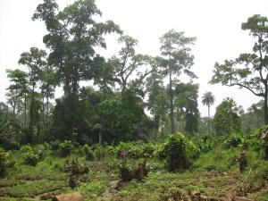 Rural and urban landscapes