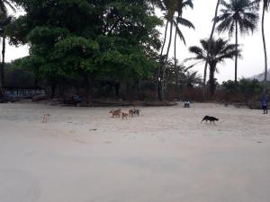 Dogs on the beach