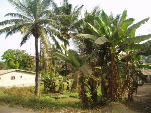 Oil palms