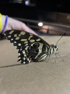 Lime-Butterfly 0001 (1)